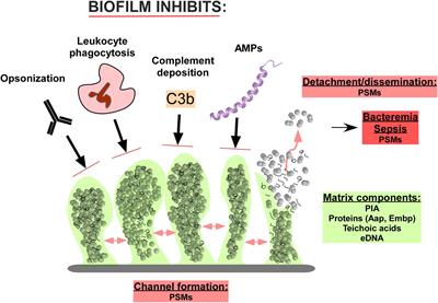 Immune Evasion Mechanisms of Staphylococcus epidermidis Biofilm Infection